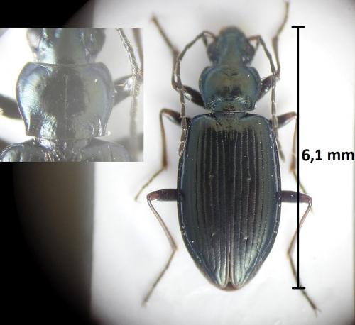 Réf. 214 179 : Bembidion complanatum